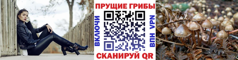 Галлюциногенные грибы Psilocybe  Купить закладки  Долинск 